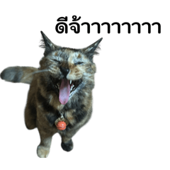 Sanim_20260203110523