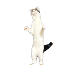 natsumi_20260203112633