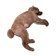 トイプードルのポン助くん