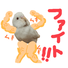 pichan_20260201200744