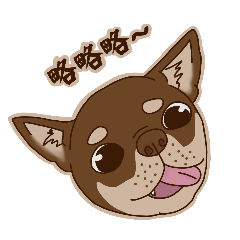 有隻巧克力吉娃娃叫阿虎