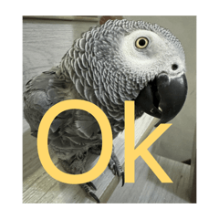 蕭灰先生-灰鸚鵡的日常實用對話