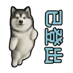 阿拉斯加哈哈的日常