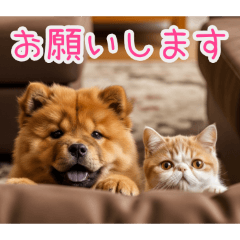 PAKAMOGOLY_20260203124440