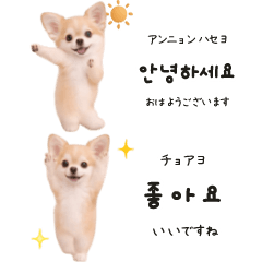 【敬語】ほんわかチワワの韓国語♡