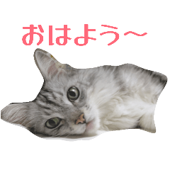 nekonoRin_20260203110608