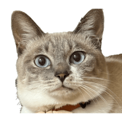 chiyo_20260203124048