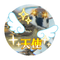 koguma_20260203150334