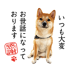 mameshiba tsukushi nitizyou