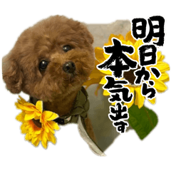 momo_20260203135043