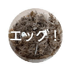 ARATA_20260203205956