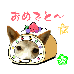 shirosachi_20260203211912