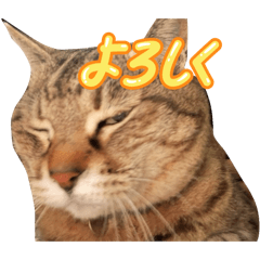 momojiri_20260203225051