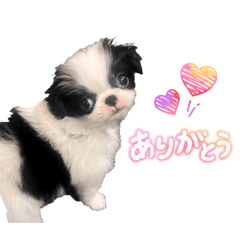 Japanese Chin Beni
