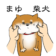 まゆの柴犬