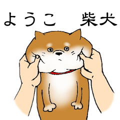 ようこの柴犬