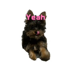 kame yumi_20260204083352