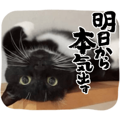 Shiho_20260204083653