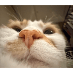 Nananananan_20260204090313