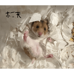 chi_n_gis_20260204091044