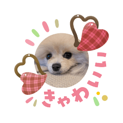 occhomo_20260204010245