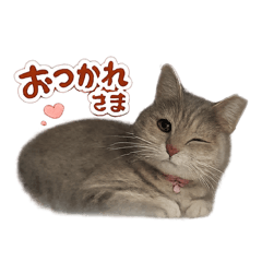 chama_20260204004254