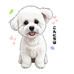 Bichon Frise: The Cotton Candy Dog