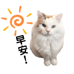 泡泡今天在幹嘛-日常