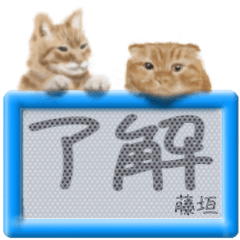 Fujikaki's real fluffy cat
