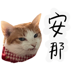 大貓一隻（米妮2）