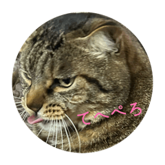 mimimi_20260203200018