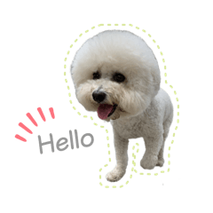 Bichon Frisé DiDi from Taiwan