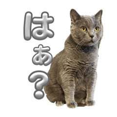 Melory_20260203201709