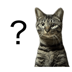 many nekochan in the house