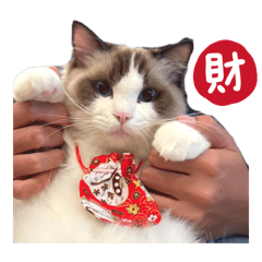 咪咪咪貓貓貓1