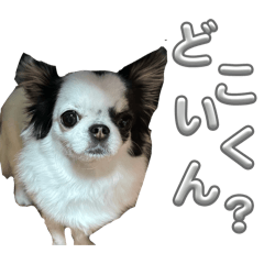 shiori_20260203211648