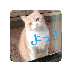 purinn_20260203214136