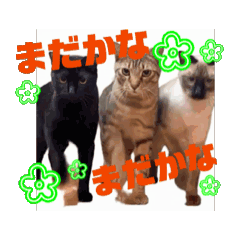 お酒とネコ好きな日常会話89待ち合わせver.