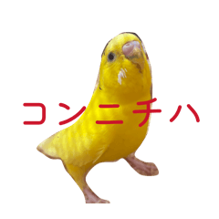 lemonosuke_20260203220828