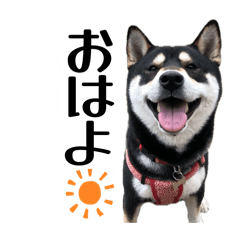 akari_20260203220729