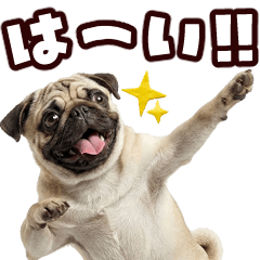 Pug that can be used every day3