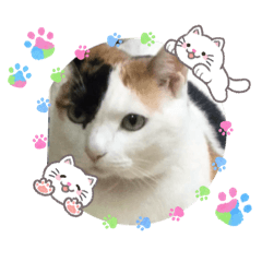 hiyoko_20260203173746