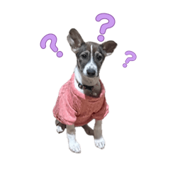 Double Por_20260204021609