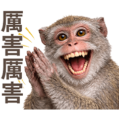 Taiwanese monkeys are amazing!
