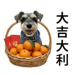 節慶 雪納瑞陪你過新年/生活