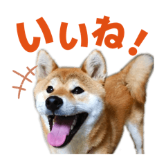 AkAne_20260203142553