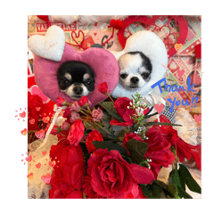 Moris_20260204072047