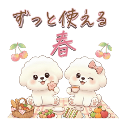 ビションフリーゼ♪ずっと使える春