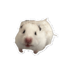 selene_20260203012354