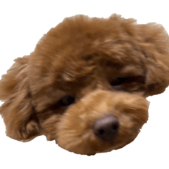 kotepan_20260204034439